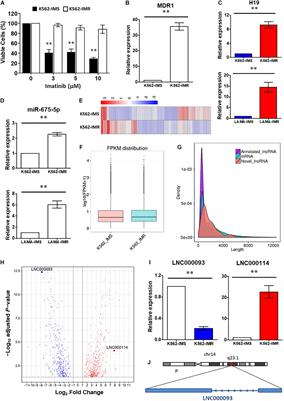 The Tyrosine Kinase-Driven Networks of Novel Long Non-coding RNAs and Their Molecular Targets in Myeloproliferative Neoplasms